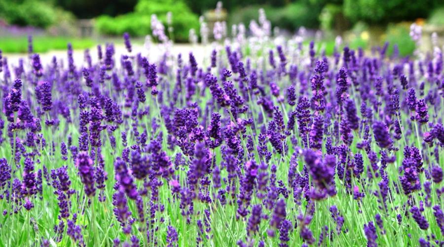 Replanting lavender in spring to another place.  Lavender - growing secrets.  Garden lavender: varieties with photo names