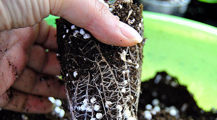 Boules de mousse de tourbe.  Terreau drainé pour semis à la maison - comment faire ?  Substrat de noix de coco pour l'amélioration des sols