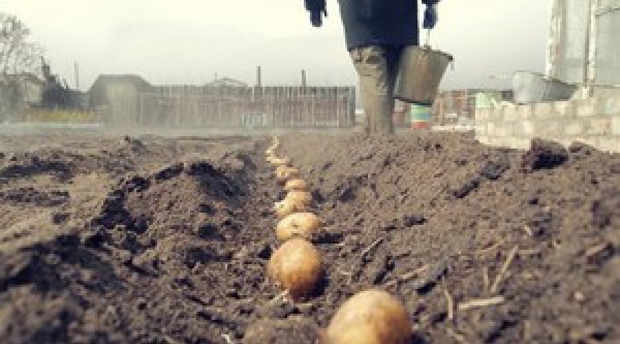 Caractéristiques de la technologie néerlandaise de culture de pommes de terre