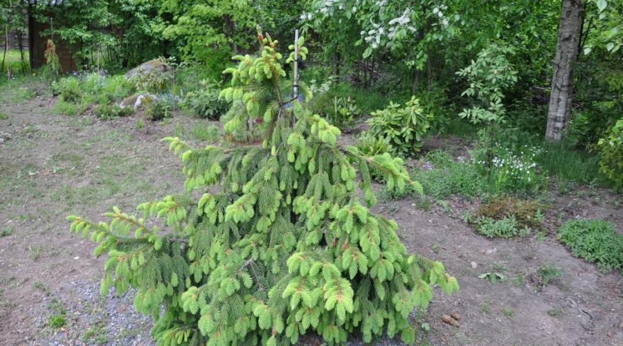 Qual planta não é perene?  Sempre-vivas e gaultérias, plantas perenes herbáceas e arbustos.  Lianas e musgos