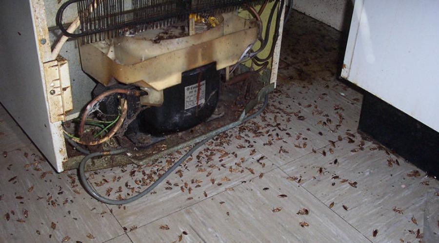 Karaluchy należą do porządku.  Rodzaje karaluchów w mieszkaniu - jak wyglądają.  Karaluchy egipskie i turkmeńskie