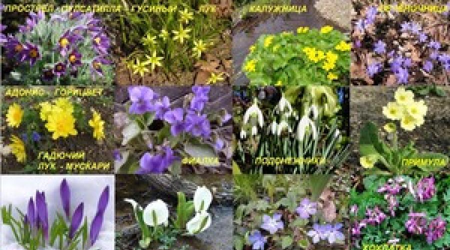 Цветы растущие весной. Весенние цветы: фото (25 шт) и названия растений для сада, клумбы, букета. Овощи, которые нужно сеять на рассаду в марте