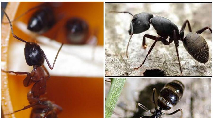 Kako se riješiti mrava stolara u kući.  Kako se sami riješiti mrava u drvenoj kući.  Narodne metode suzbijanja insekata