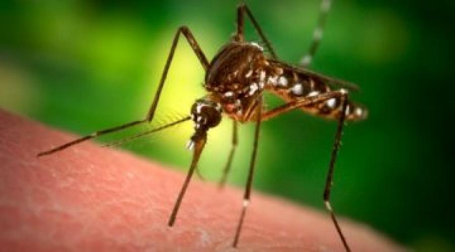 Ubod komaraca, kako ublažiti bol djeteta.  Kako i kako liječiti ubode komaraca i drugih insekata kod djece: lijekovi i dokazani narodni recepti Kako mazati ubode komaraca za dijete od 10 mjeseci