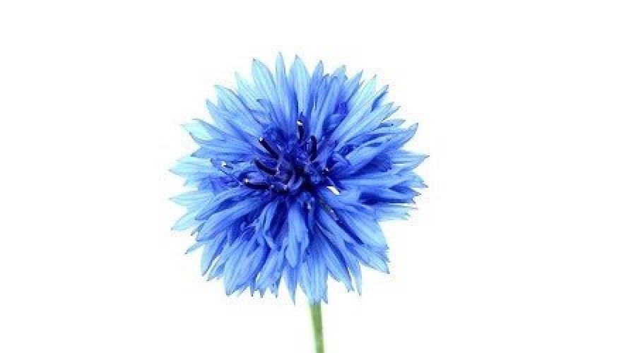 Le bleuet est une fleur aux propriétés curatives.  Bleuet (Centaurea): description et types de fleurs sur la photo