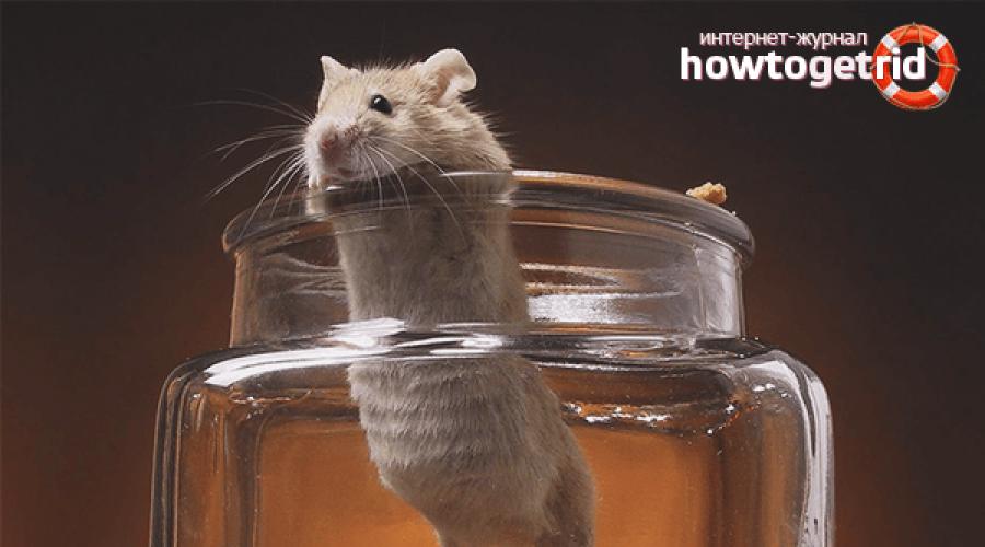Чем ловить мышей в квартире. Как поймать мышь в доме без мышеловки — перечень распространённых способов. Почему появляются мыши в доме