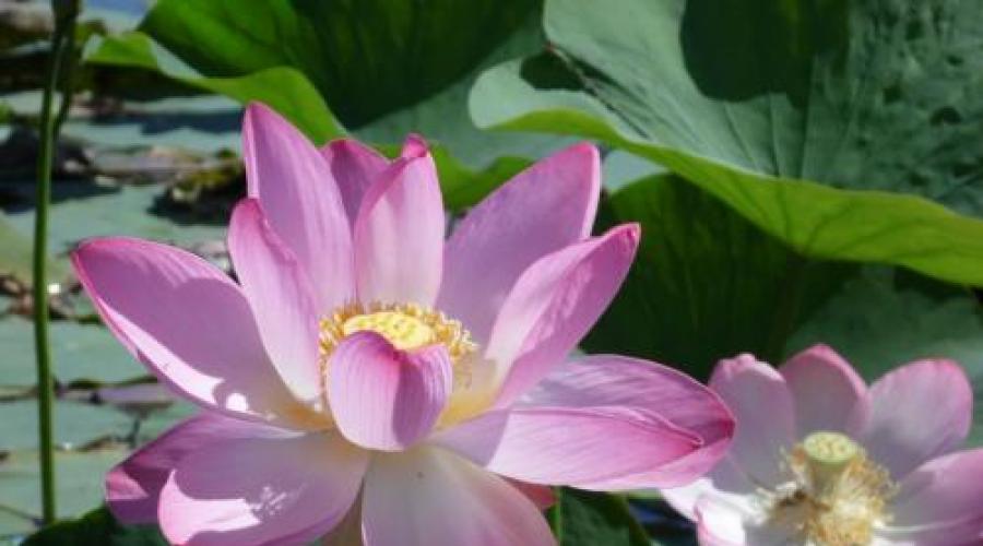 Lotus turlari.  Rossiyada lotus qayerda gullaydi.  Yong'oqli lotus - tavsif
