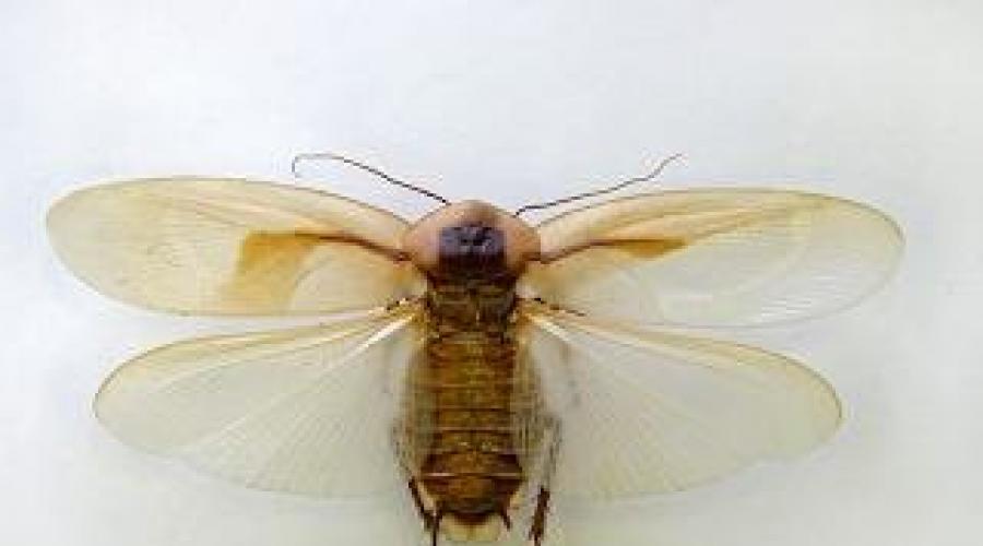 Nevjerojatan svijet insekata: žohari.  Vrste žohara u Rusiji;  ukrasni i egzotični žohari Kojem redu pripada crni žohar?