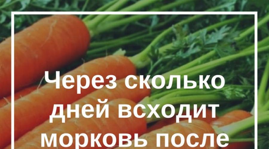 Что такое всхожесть моркови и как ее проверить. Через сколько всходит морковь после посева, что делать, если морковь не взошла Через сколько дней прорастет гранулированная морковь