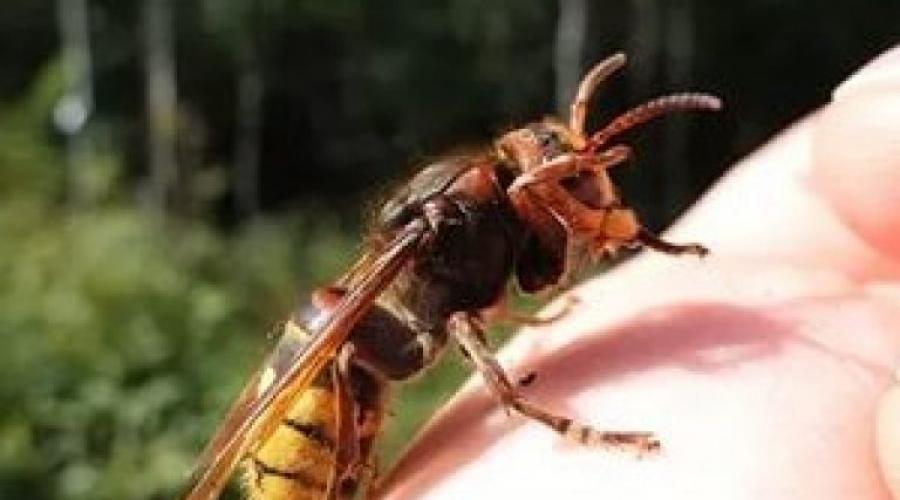 Может ли быть рвота после укуса осы. Возможные последствия укуса осы. Что делать, если укусила оса в язык