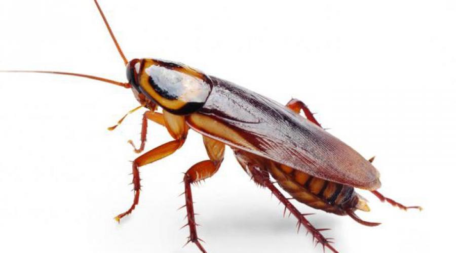Jakie gatunki to karaluchy.  Cudowny świat owadów: karaluchy.  Cechy struktury wewnętrznej
