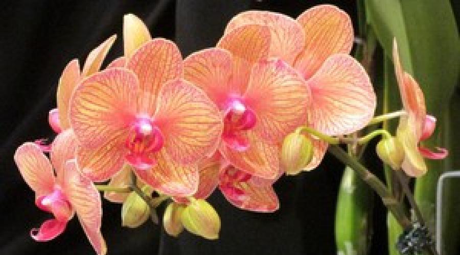 Kako se brinuti za orhideju phalaenopsis kod kuće.  Orhideja Phalaenopsis - kućna njega, pravilno zalijevanje, metode razmnožavanja i bolesti cvijeća.  Zašto Phalaenopsis ne cvjeta