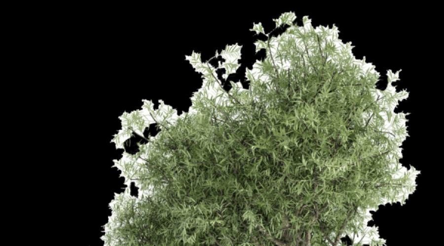 Как сажать оливковые деревья. Европейская олива: описание, уход, выращивание, размножение, отзывы Как ухаживать за домашним оливковым деревом