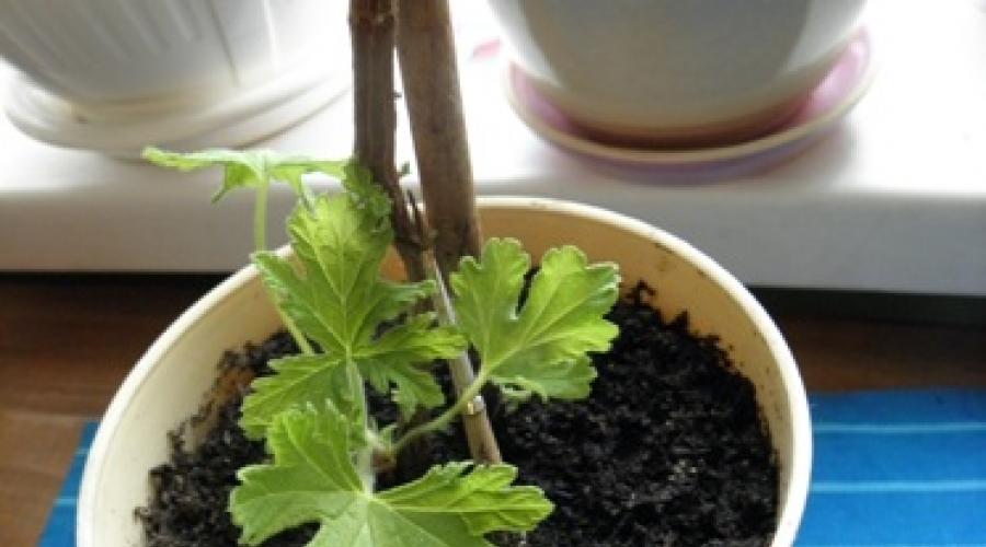 Safe, fragrant indoor plants for comfort and tranquility in the home.  Lemon geranium: natural air freshener and folk healer