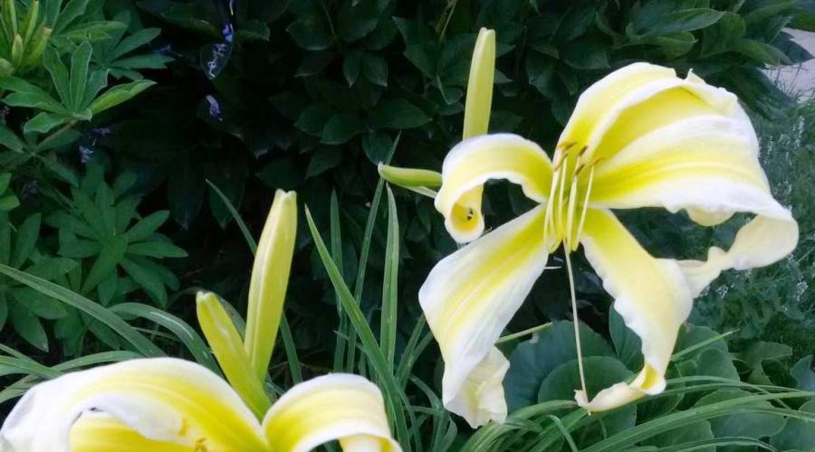 Terry spider daylilies.  Fascinating journeys to the World of Daylilies.  Spider Country