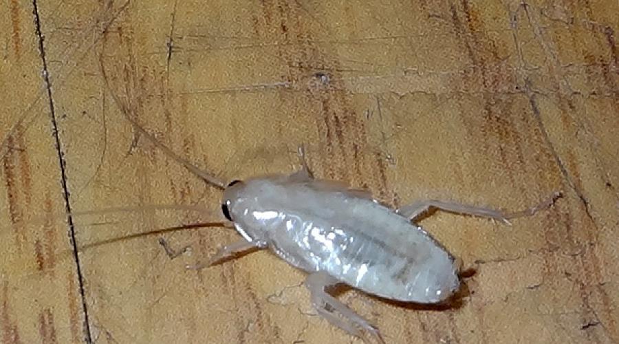 Причины появления белых тараканов в квартире. Откуда в квартире появились белые тараканы и как их вывести? У нас в квартире белые тараканы