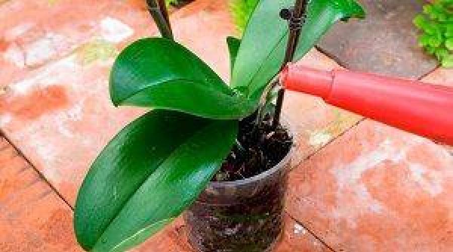 Какой уход необходим для мини орхидеи в домашних условиях? Уход в домашних условиях за мини-орхидеей фаленопсис Сорта и описание
