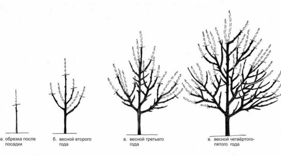 Формирование низкой кроны у плодовых деревьев. Как правильно обрезать деревья. Формирование кроны деревьев. Технология мутовчато-ярусного формирования деревьев