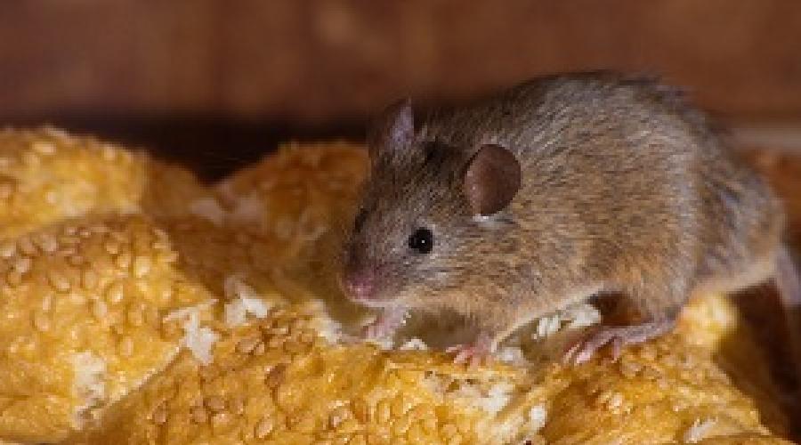 Kako uhvatiti miša kod kuće: učinkovite metode i vrste zamki.  Kako uhvatiti miša u kući bez mišolovke najbolji način s bocom Kako uhvatiti miša kod kuće