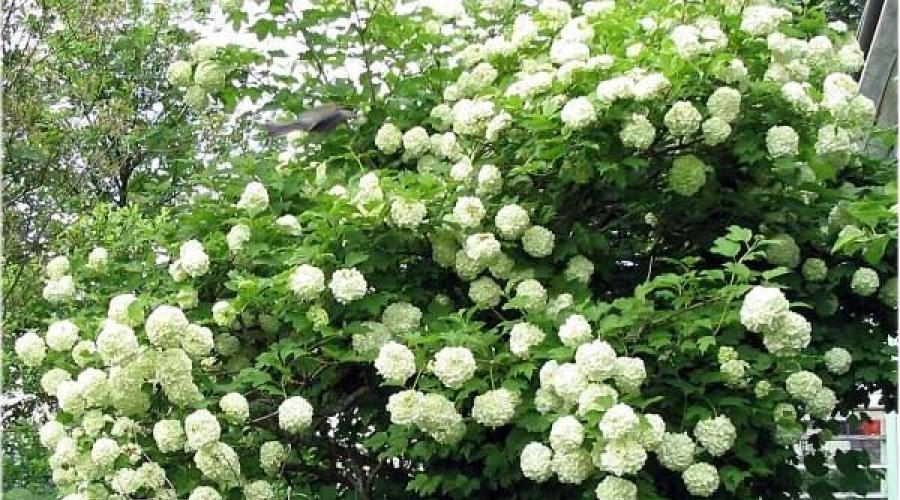 Viburnum Buldenezh (Snowball variety) – planting, propagation and cultivation.  Decorative viburnum buldenezh Pruning viburnum buldenezh in spring