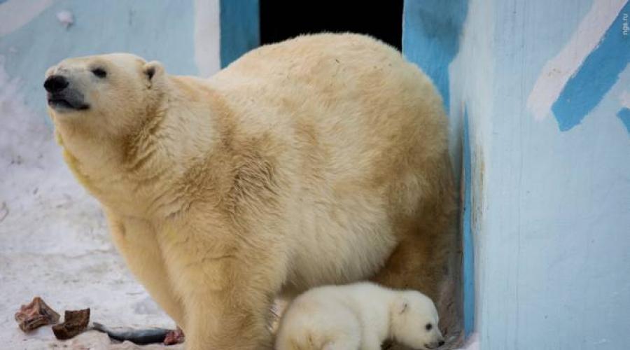 Nowosybirska kamera internetowa Zoo niedźwiedzie polarne Shilka.  Kamery internetowe w Nowosybirsku.  Kamery internetowe zoo w Nowosybirsku