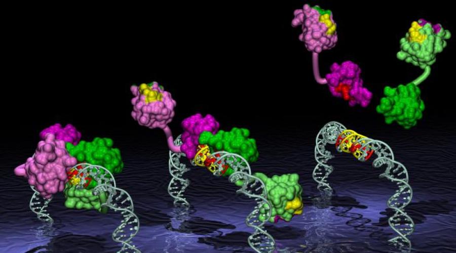 Первичная структура белка пептидная связь. Первичная, вторичная, третичная и четвертичная структуры белка. Дополнительные структуры белка