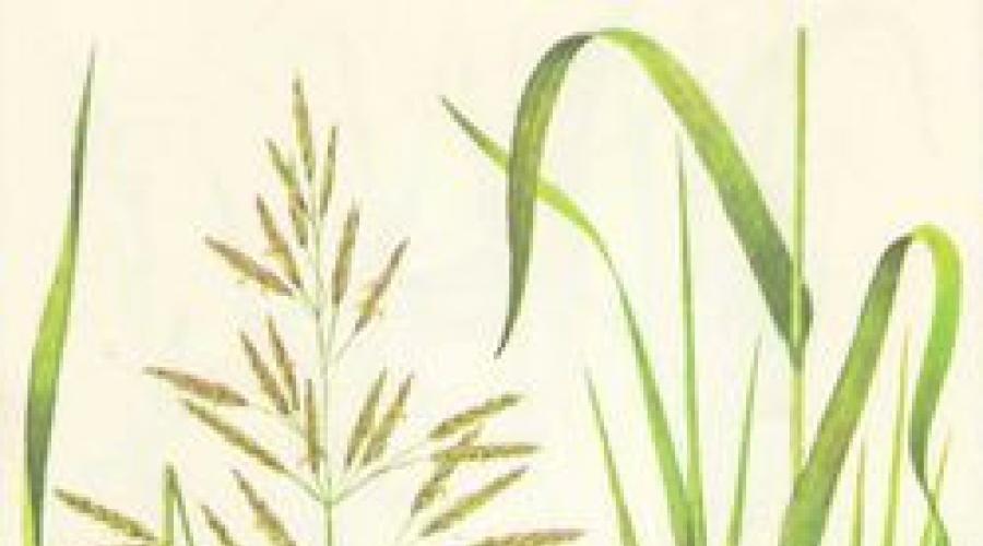 Особенности возделывания костреца безостого. Описание и выращивание травы костер