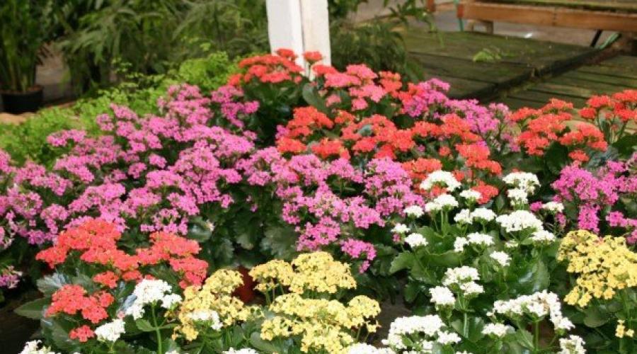 Caring for flowering Kalanchoe - tips on how to make this plant bloom at home.  Kalanchoe: home care