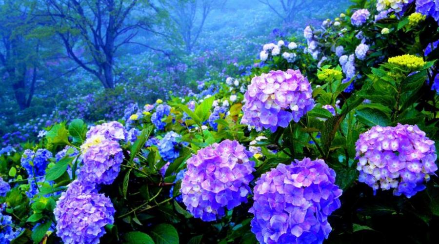 What does garden hydrangea go with?  The best perennials to plant with hydrangeas.  Ornamental plant nursery