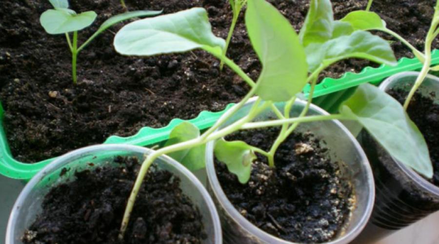 Why cabbage seedlings turn yellow.  Cabbage leaves turn yellow - what is behind this symptom?  Why cabbage has yellow leaves how to save