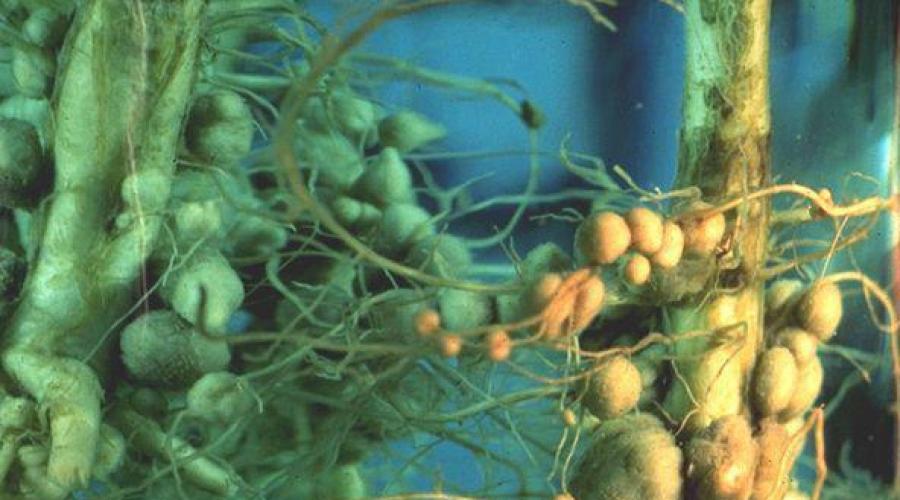 Planta leguminosa herbácea.  Hierbas forrajeras de la familia de las leguminosas.  Valor decorativo y medicinal