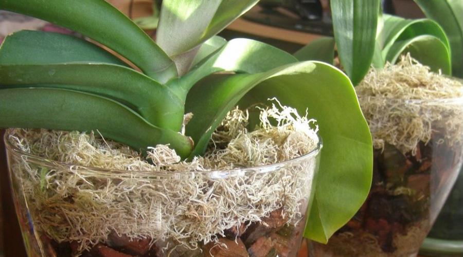 Можно ли выращивать орхидею в стекле в домашних условиях. Как правильно выращивать орхидеи Цветы которые растут в стеклянных вазах
