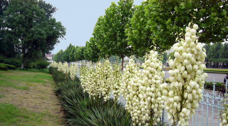 Garden yucca: care at home and outdoors (photo).  How to choose the right place to grow, plant and propagate the plant.  Planting yucca in a garden plot, care and propagation How to plant yucca in the spring