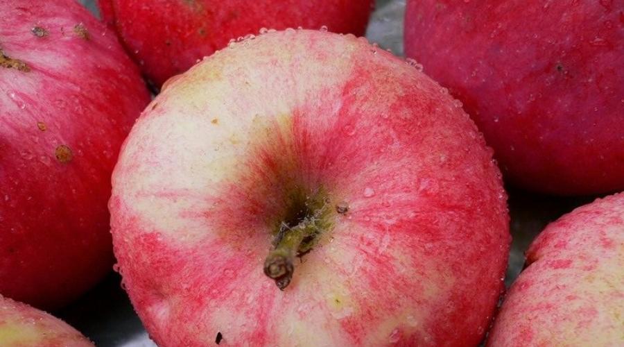 Как называются полосатые яблоки. Классификация и описание красных сортов яблок. Осенние сорта яблок