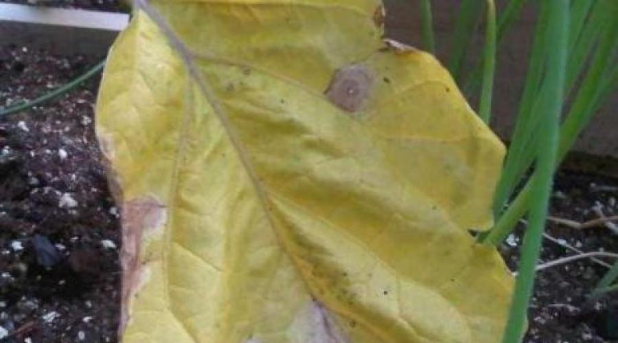 Почему у баклажанов вянут листья и что делать, чтобы их спасти. Увядание баклажанов, как лечить Почему у баклажан увядают листья
