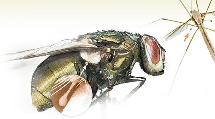 Почему муха издает жужжание, а комар – пищание? Почему муха жужжит, а комар пищит, или кто самый быстрый? Как муха и комар звуки издают