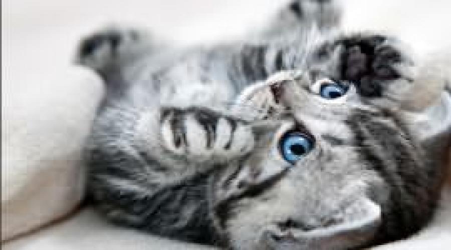 Сонник: к чему снятся маленькие котята во сне? Значение сна для девушки, женщины, мужчины. К чему снятся котята? Толкование сна и интересные факты