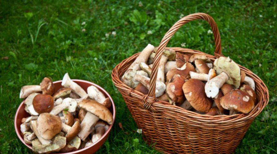 Где грибные места в чувашии. Календарь грибов на июнь июль август весну и осень. Характерные признаки съедобных грибов и их описание
