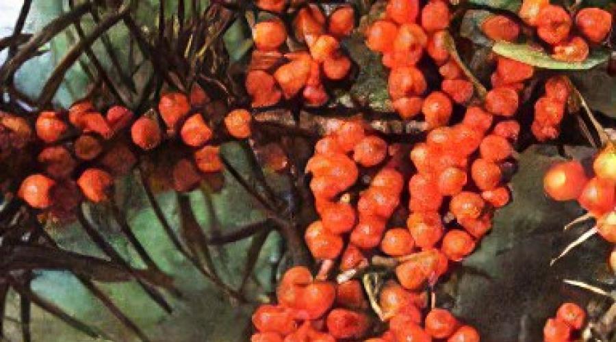 Sea buckthorn (Lat. Huppophae) - how to collect, prepare and use for medicinal purposes.  Sea buckthorn - beneficial properties of berries and leaves, use in folk medicine, contraindications Sea buckthorn beneficial properties care and planting