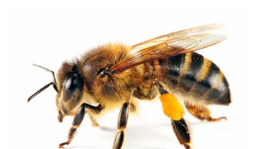 Cukorbetegség halott méhek