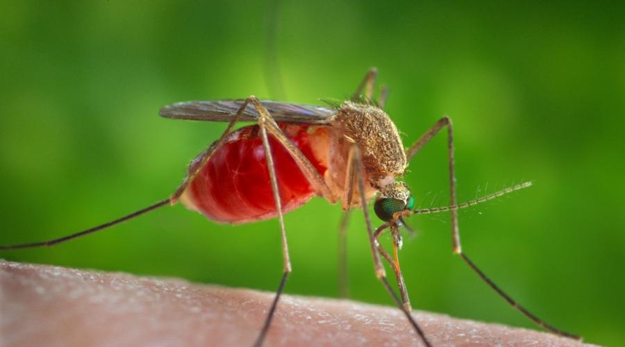 Эффективное средство от комаров. Какое средство от комаров может эффективно защитить вас дома и на даче? Репеллентные кремы OZZ