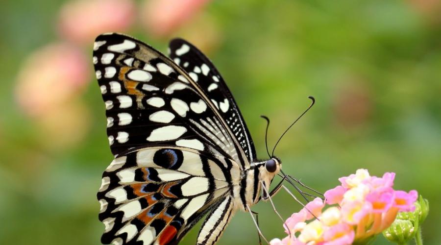 Why do you dream about a butterfly: dream book about a butterfly.  Why do you dream about butterflies?  Interpretations of various dream books