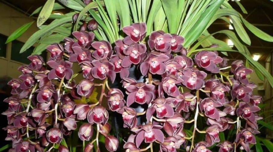 Какие цветы похожи на орхидею. Виды орхидей: фото и описание Как называется орхидея по научному