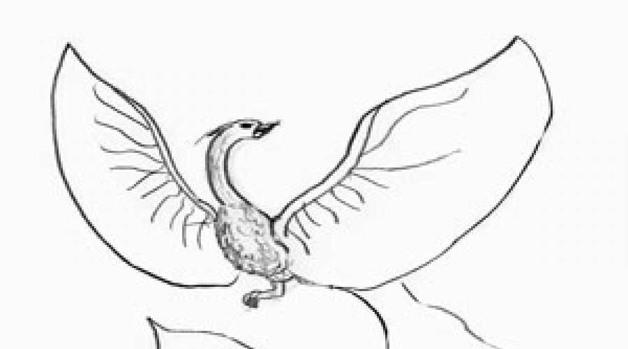Piękne rysunki ognistych ptaków.  Jak krok po kroku narysować ognistego ptaka na papierze ołówkiem