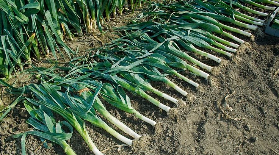 Is it possible to mulch vegetables with reeds?  Mulching: types of mulch and features of the use of each material.  The benefits of mulching for plants