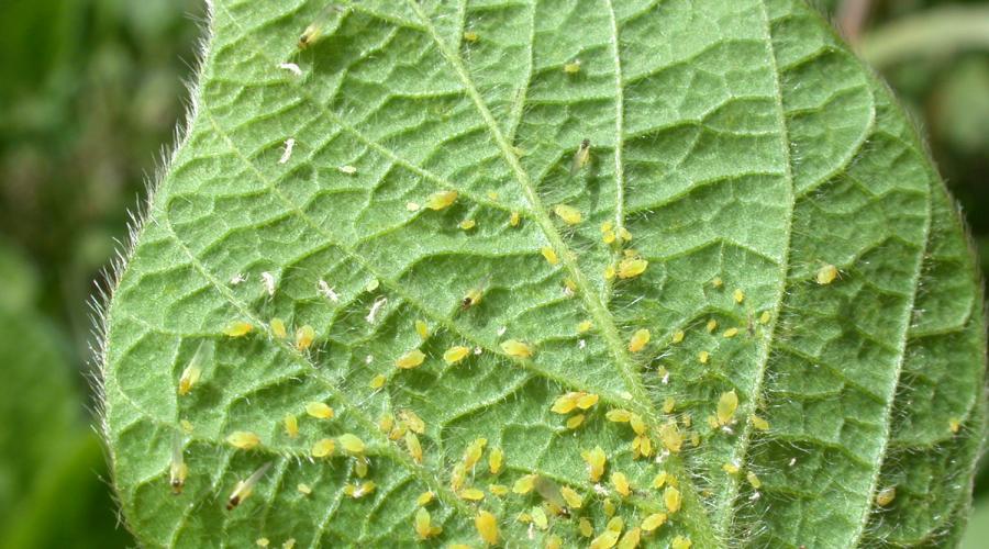 Universal remedy for aphids.  Remedies for aphids on trees: the most effective systemic drugs.  Remedies for aphids