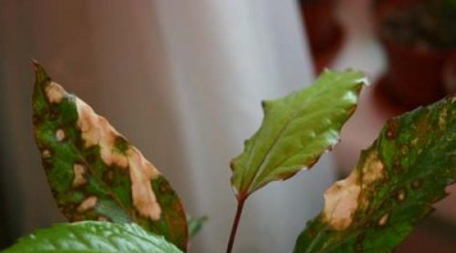 Почему у гибискуса скручиваются листья? Болезни и вредители гибискуса. Проблемы выращивания Гибискус листья сворачиваются