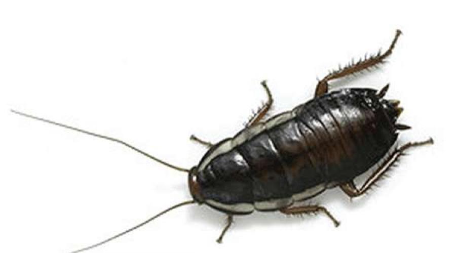 Signos característicos de las cucarachas.  Variedades de cucarachas, estilo de vida, hábitat y comportamiento.  Aparición de insectos
