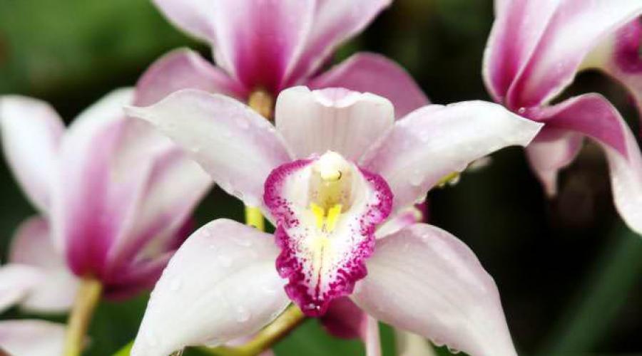 Секреты выращивания ароматной орхидеи цимбидиум. Цимбидиум: неприхотливая орхидея для начинающих Когда вырастет цимбидиум из луковицы