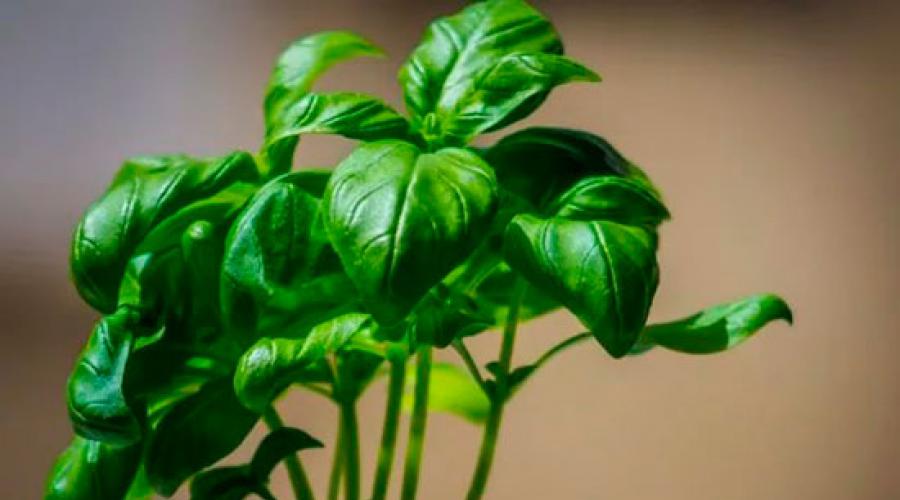 Bazylia: jak uprawiać pikantne zioła w szklarni zimą?  Uprawa bazylii w szklarni i na oknie Uprawa bazylii w szklarni zimą